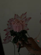 The Blushing Rose