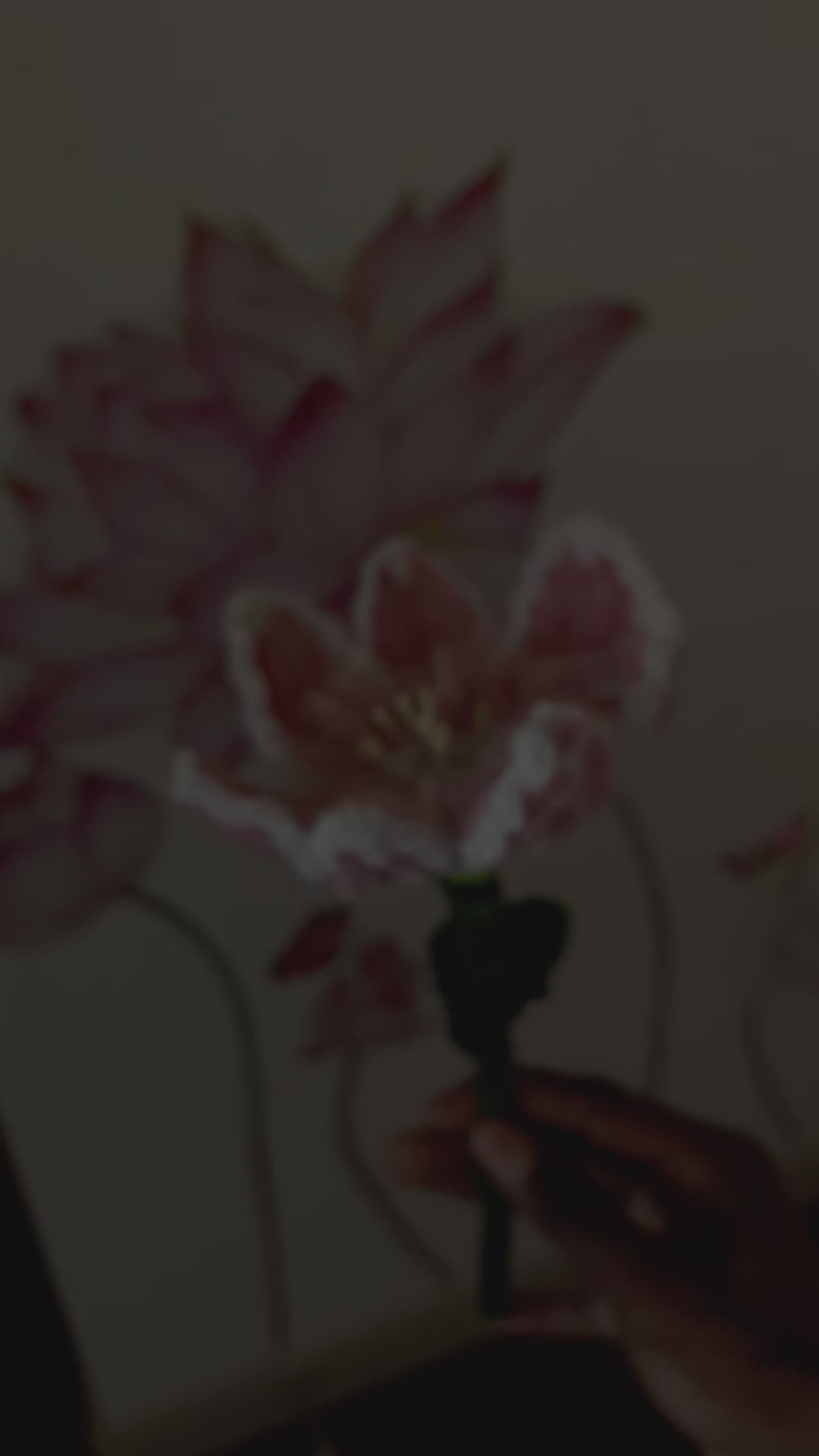 The Enchanted Lily